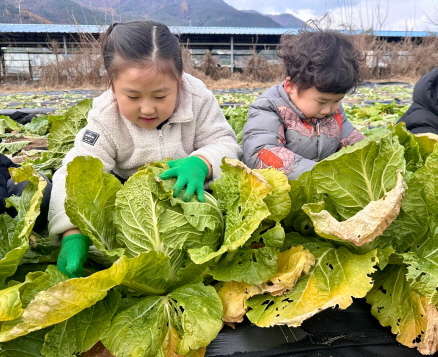 친구들과 함께 배추를 수확해요!